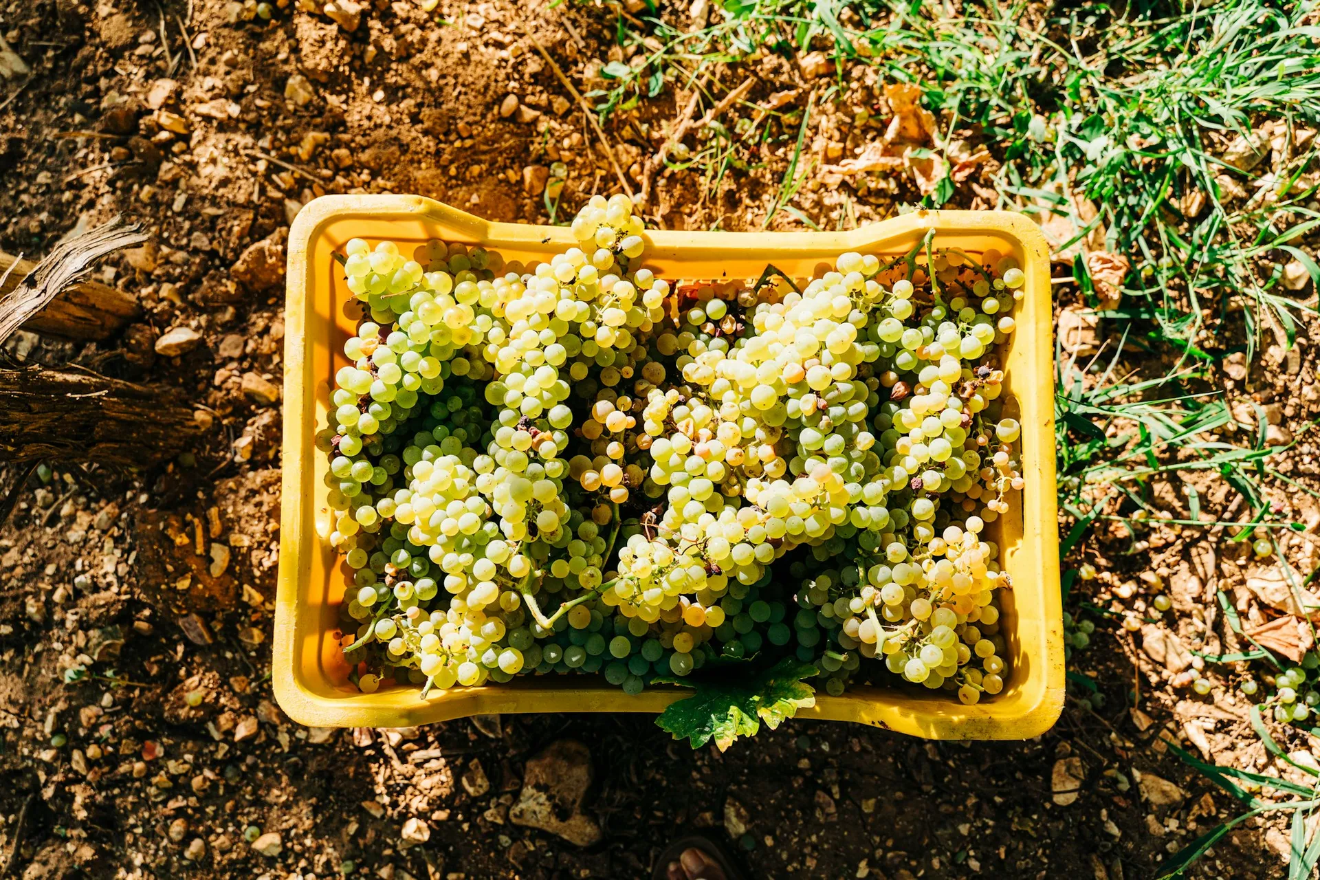 Tra vigne e ulivi